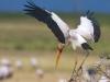 Yellow Beak Stork
